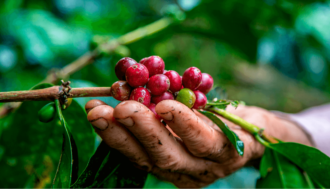 Restauração florestal produtiva o Hub AgroAmbiental faz acontecer na