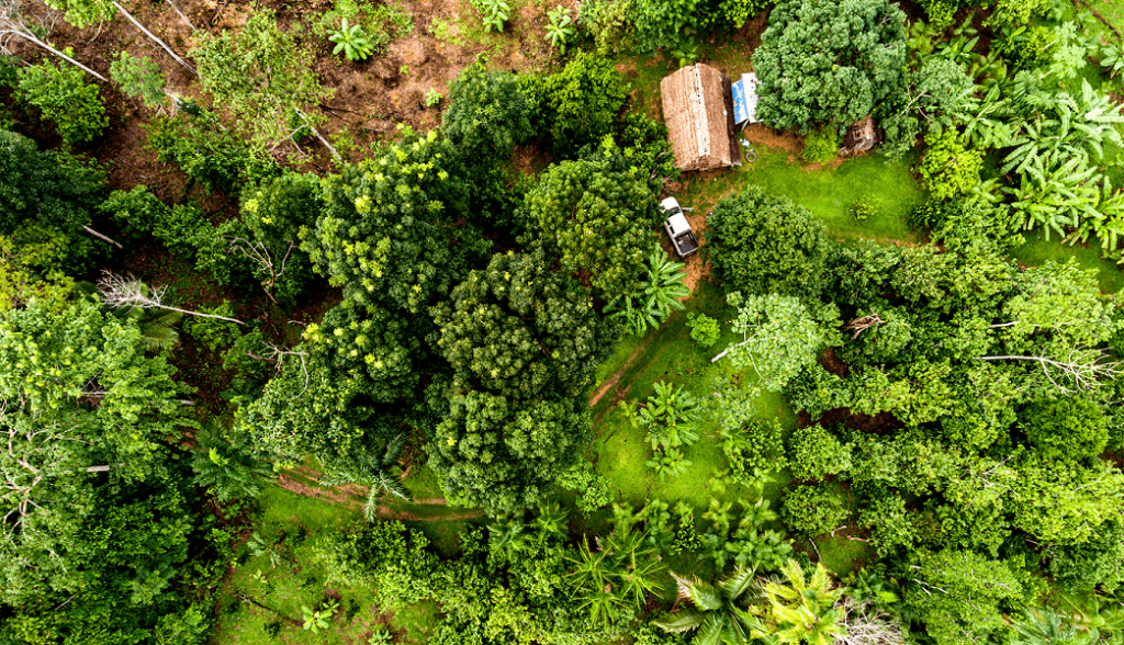 O que são sistemas agroflorestais