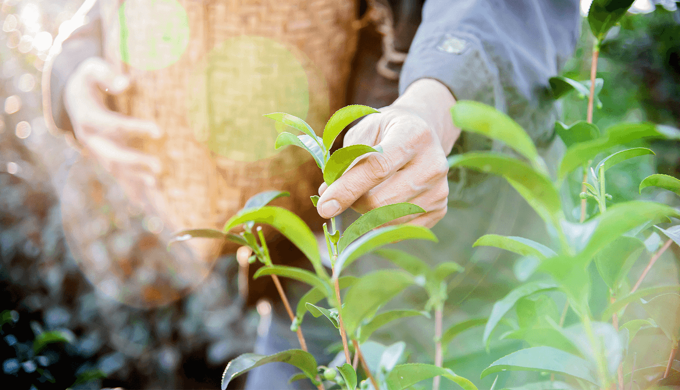 H2A - Hub AgroAmbiental: tudo o que você precisa saber sobre este projeto em restauração florestal