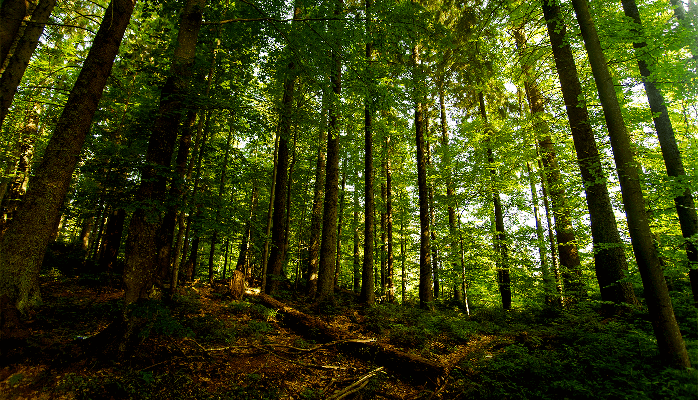 10 anos do Código Florestal: como você, produtor rural, pode tirar proveito dele