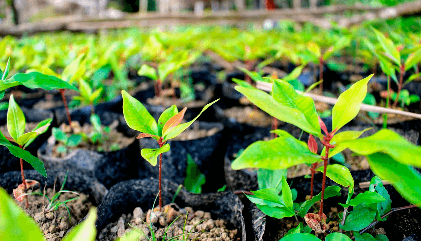 Como investir em ações de restauração florestal com o Hub AgroAmbiental