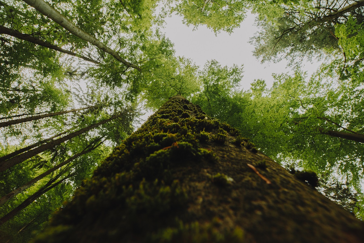 Por que sua empresa deveria investir em projetos de restauração florestal?