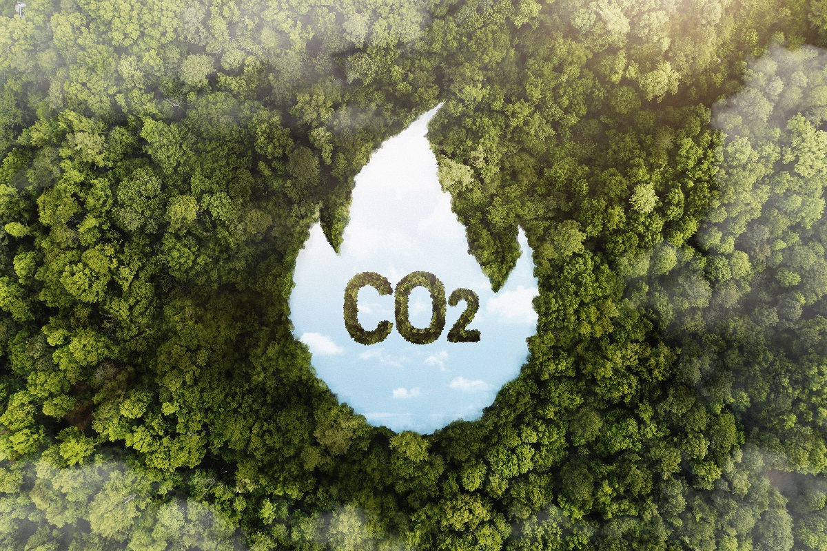 Créditos de carbono e restauração florestal: transformando impacto em oportunidades