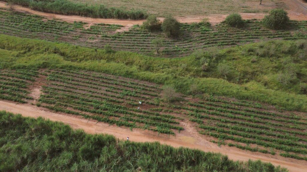10 estratégias inteligentes para geração de renda no meio rural