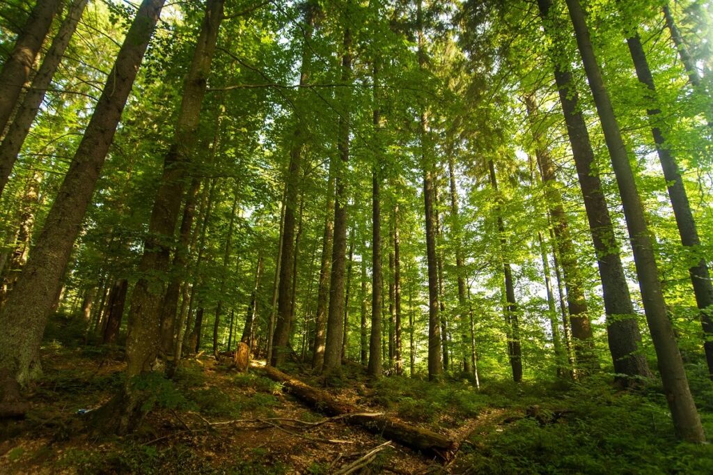 Floresta em pé: como proprietários rurais podem obter lucros e benefícios ambientais?