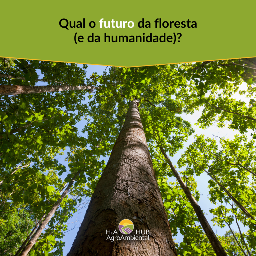 Qual é o futuro da floresta ?