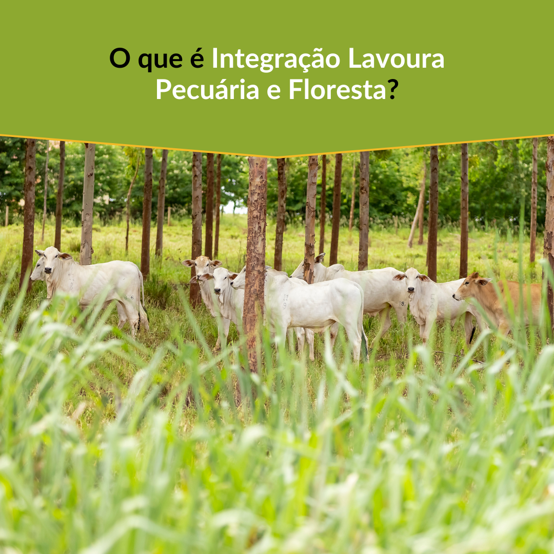 Integração Lavoura Pecuária e Floresta (ILPF): Produção Sustentável Integrativa