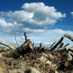 equilíbrio ambiental
