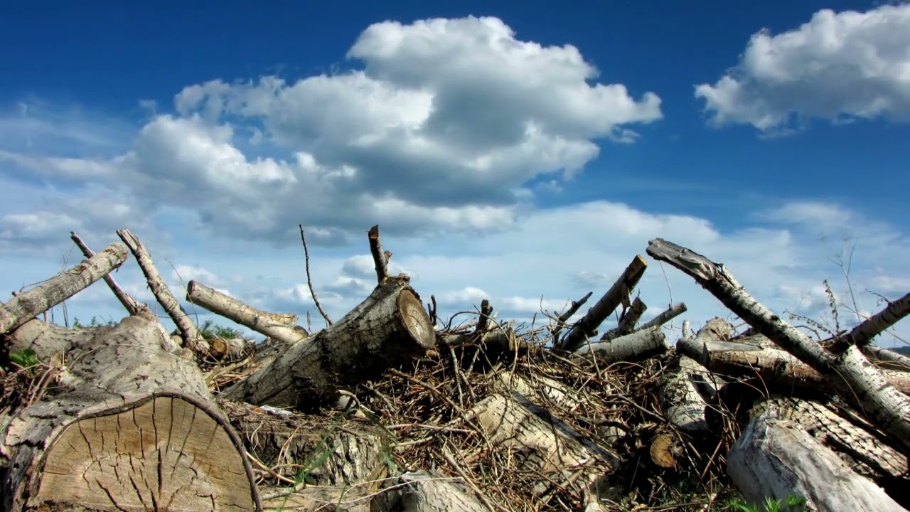 equilíbrio ambiental
